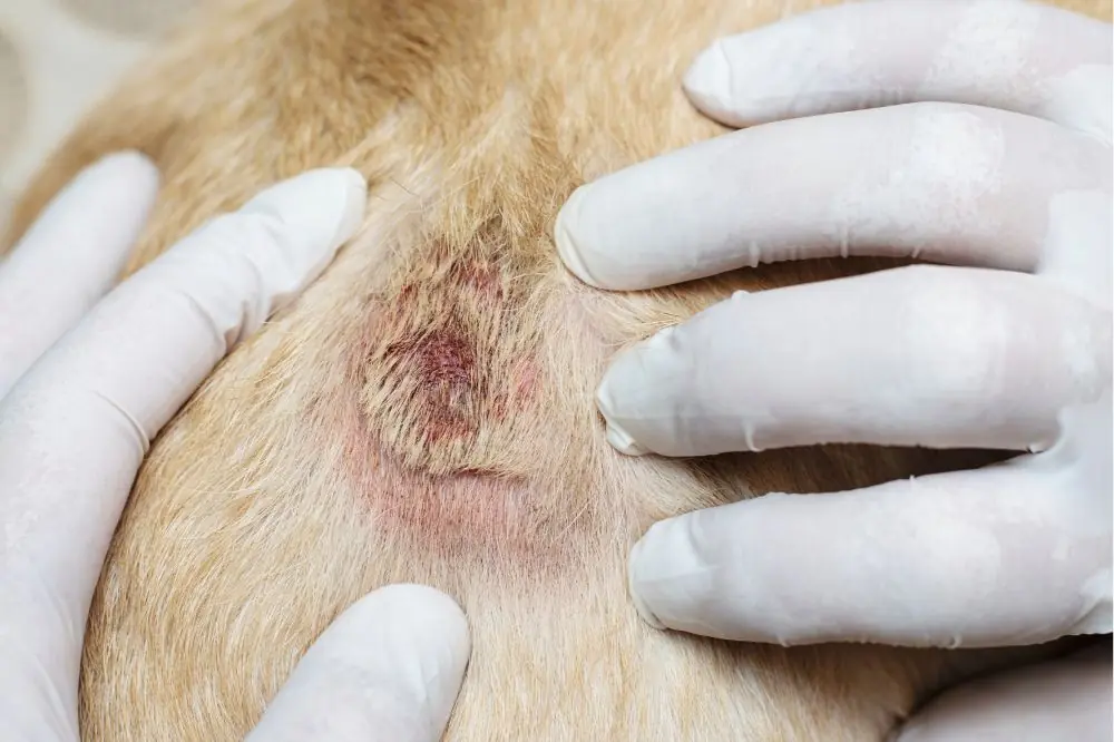 Comment prévenir et traiter les infections de la peau chez les chiens