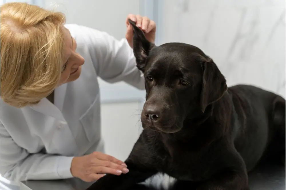 Comment prévenir et traiter les infections de l'oreille moyenne chez les chiens