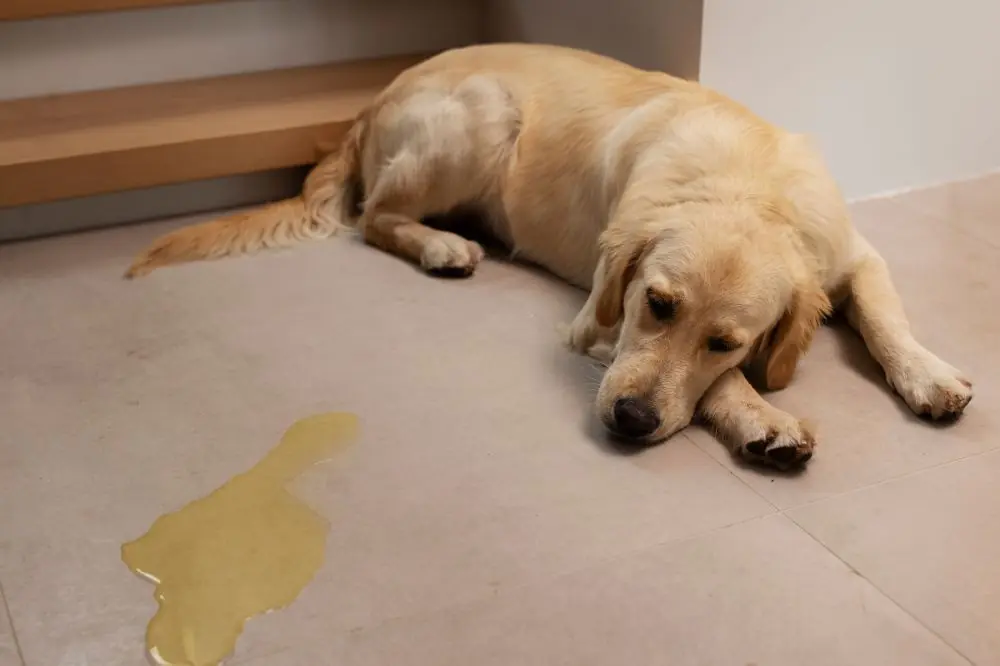 Comment prévenir et traiter les infections urinaires chez les chiens