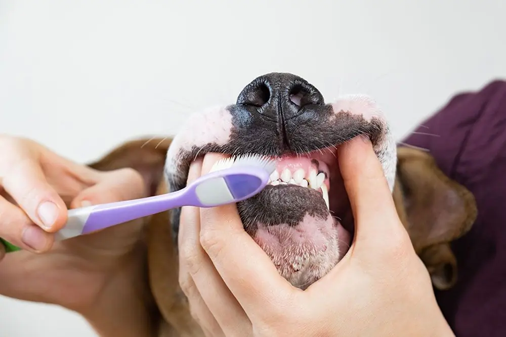 Comment prévenir le tartre chez le chien ?