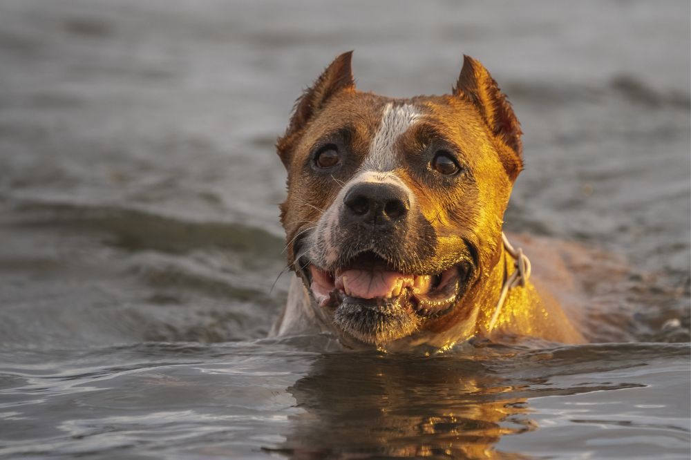 Comment prevenir lepuisement du a la chaleur et le coup de chaleur chez les chiens