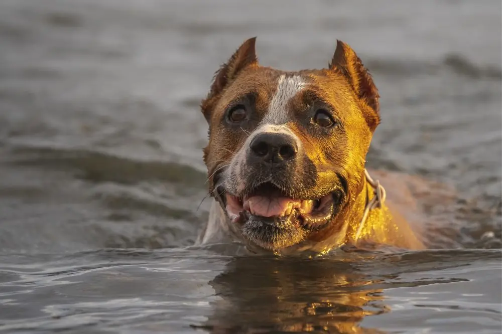 Comment prevenir lepuisement du a la chaleur et le coup de chaleur chez les chiens