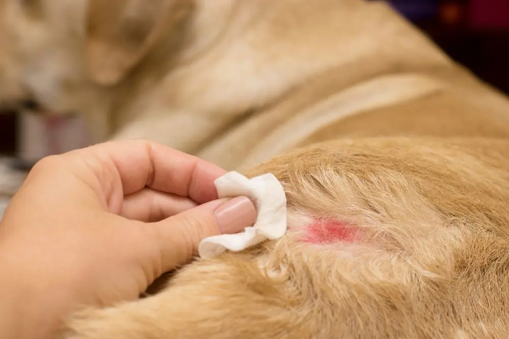 Comment prevenir les infections cutanees chez les chiens