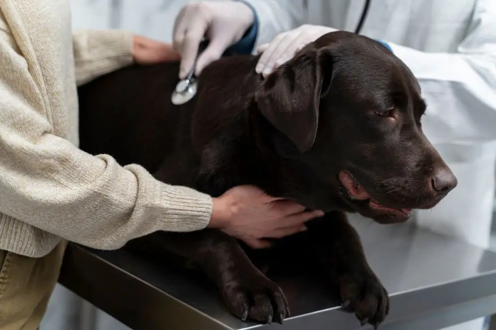 Comment prevenir les maladies cardiaques chez les chiens