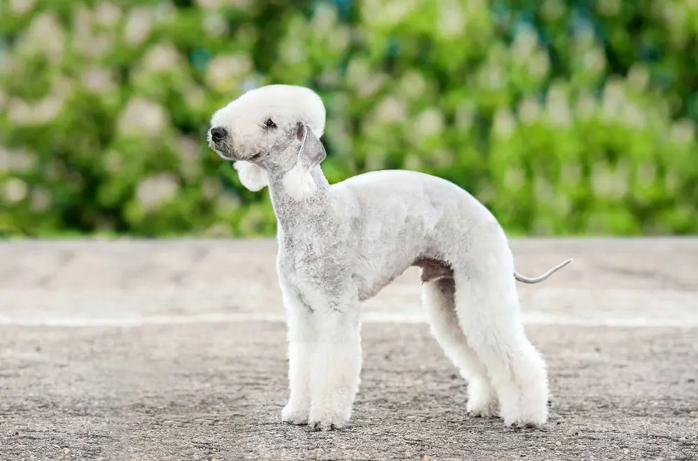 Bedlington,Terrier,Dog