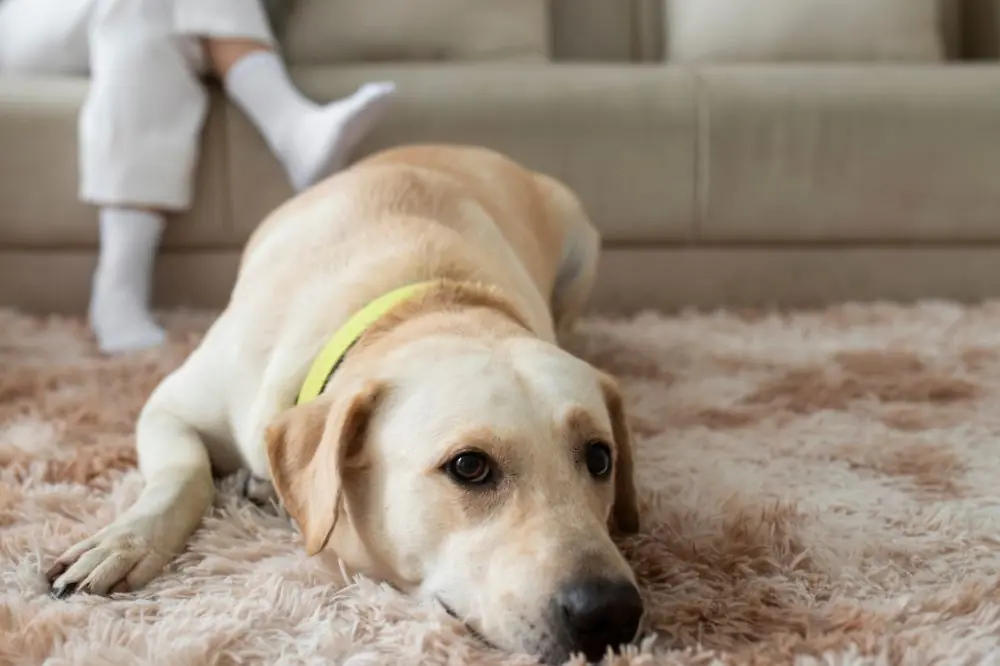 Comment proteger votre chien de la fumee de tabac