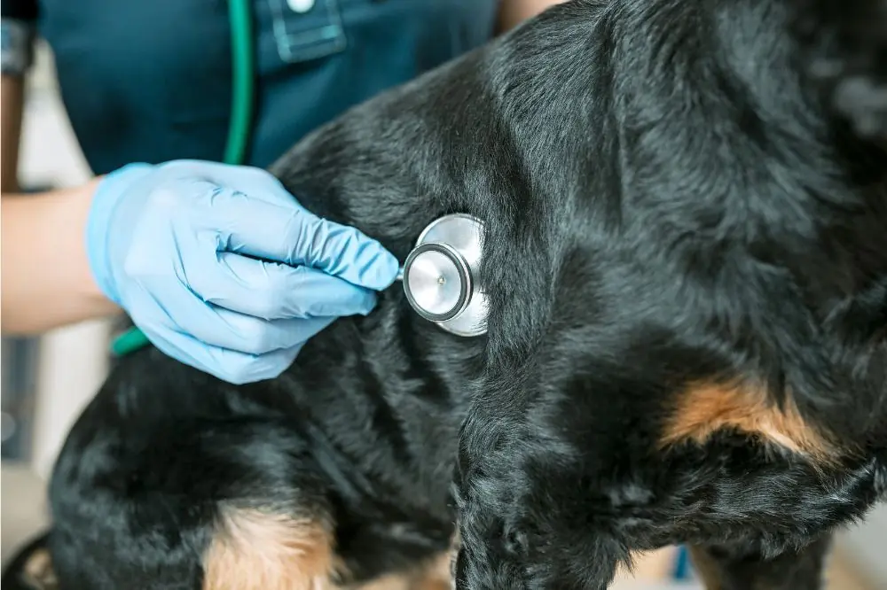 Comment soigner l'ulcère de la patte du chien ?