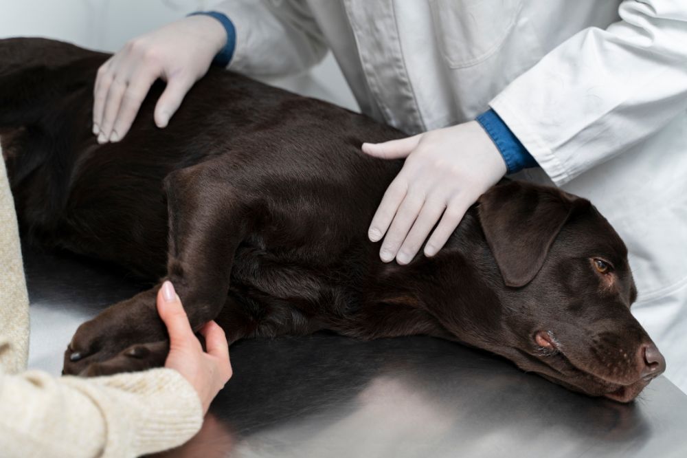 Comment traiter la maladie de la prostate chez les chiens