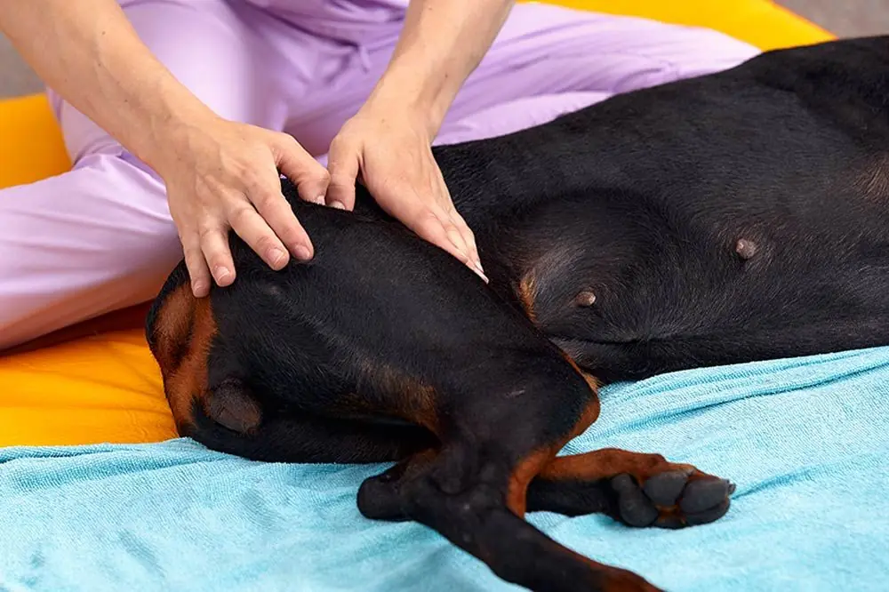 Comment traiter la hernie discale chez le chien ?