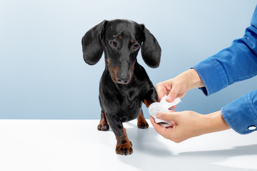 Comment traiter les infections cutanees chez les chiens