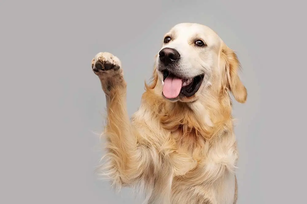 Cómo enseñar a tu perro a hacer trucos más avanzados