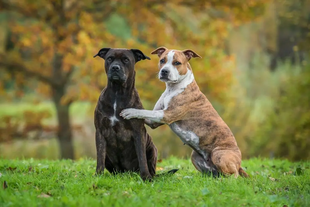 Two,Funny,American,Staffordshire,Terrier,Dogs,In,Autumn