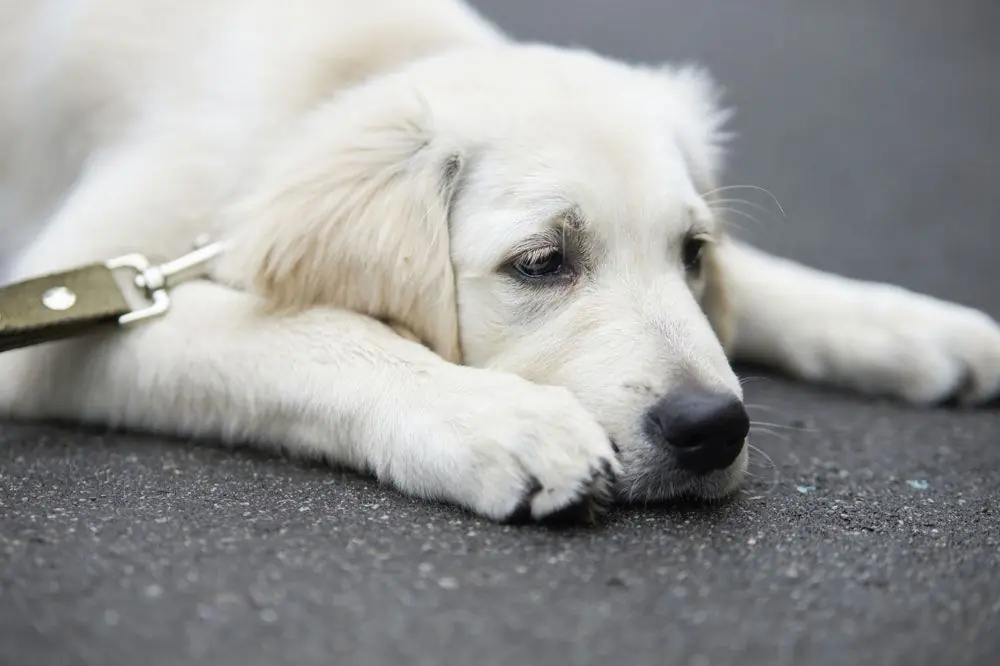 Comprendre et prendre soin de votre chien : tout ce que vous devez savoir sur les maladies du chien
