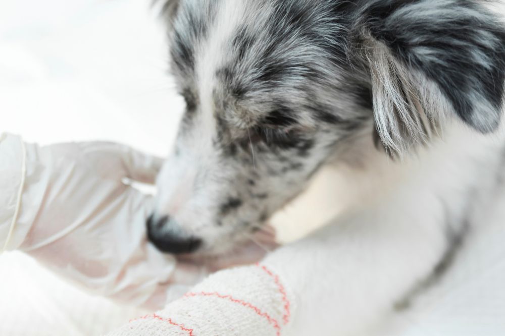 Conclusiones y recomendaciones finales sobre el cancer de piel en perros