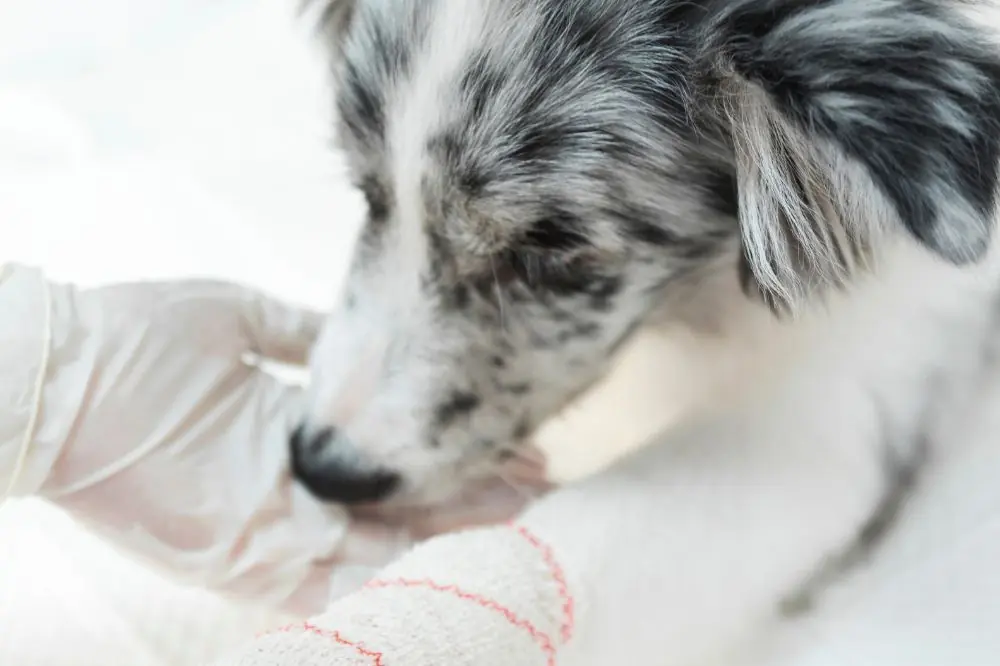 Conclusiones y recomendaciones finales sobre el cancer de piel en perros