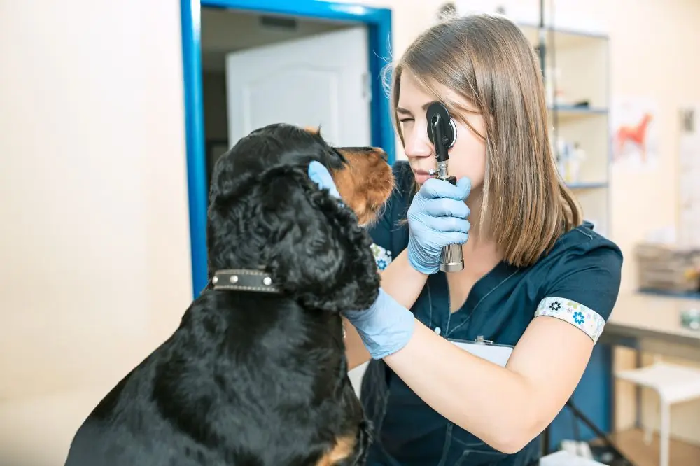 Conclusiones y recomendaciones finales sobre la diabetes en perros