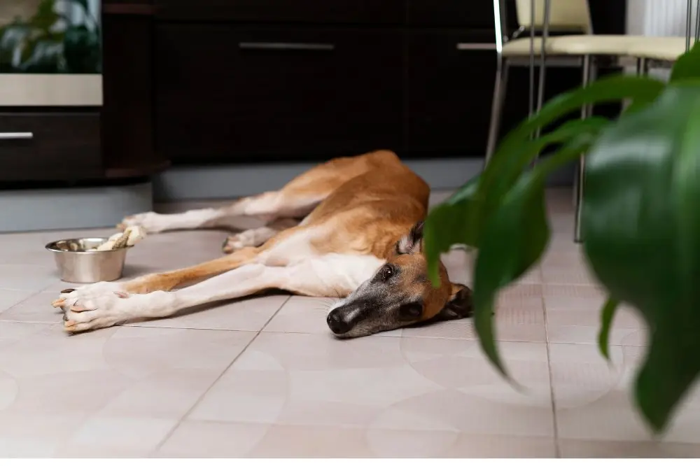 Conclusiones y recomendaciones finales sobre la displasia de cadera en perros