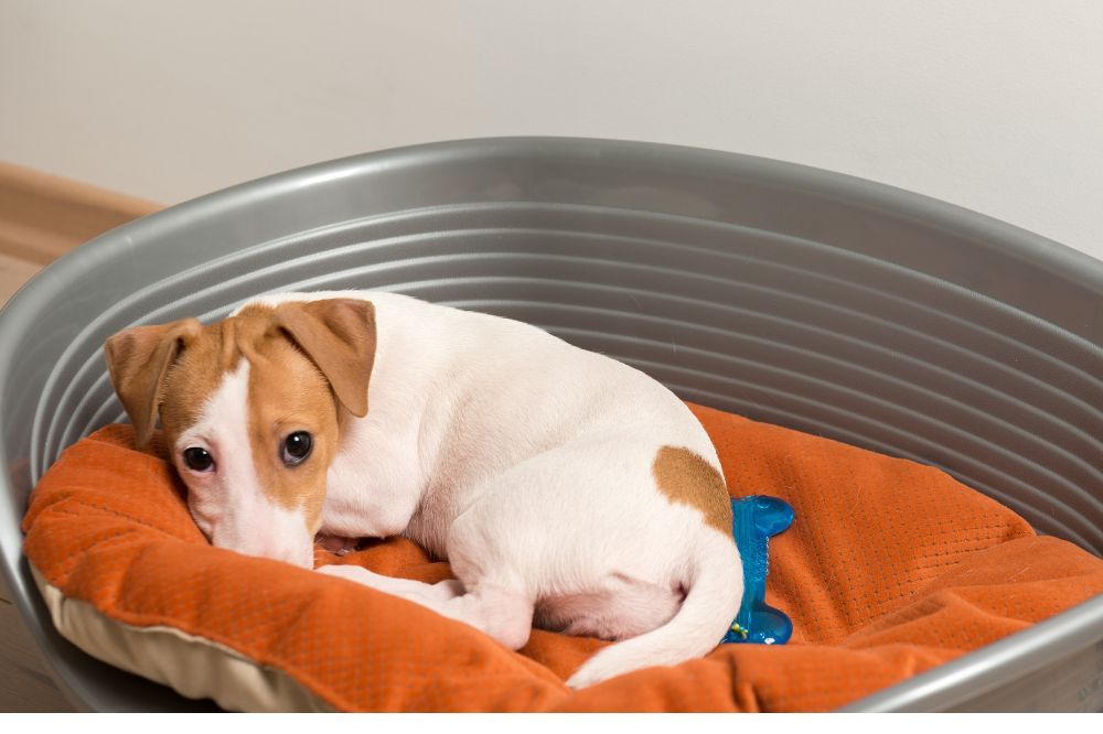 Conclusiones y recomendaciones finales sobre la hepatitis canina