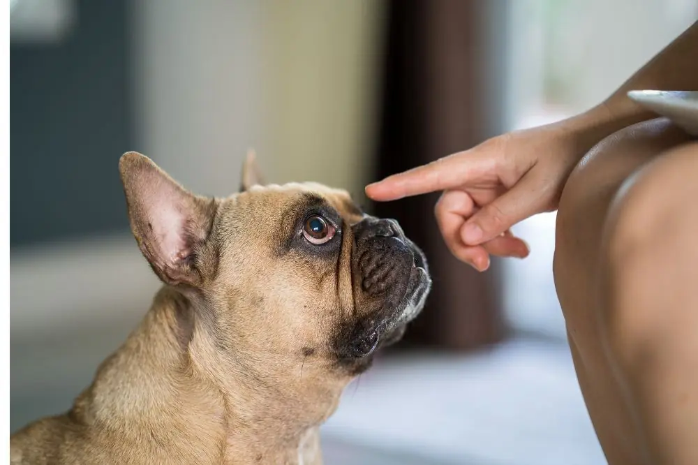 Todo sobre la Conjuntivitis en perros: Síntomas, Causas y Duración