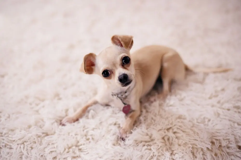 Chihuahua avec enfants et animaux