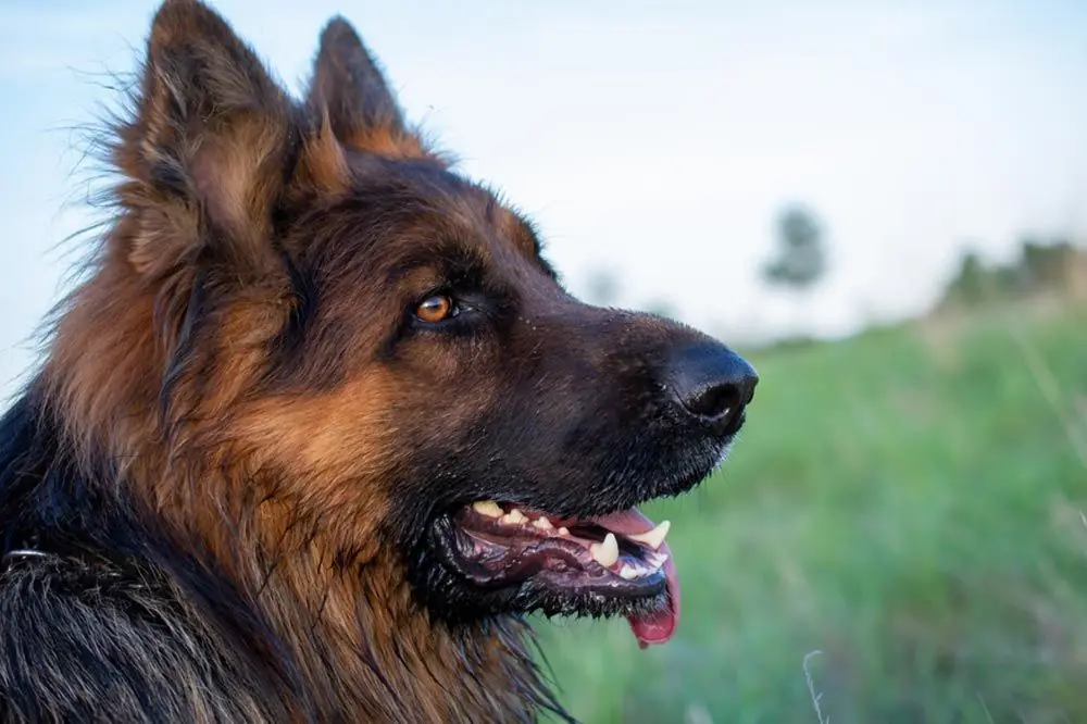 Considera i problemi di salute pastore tedesco