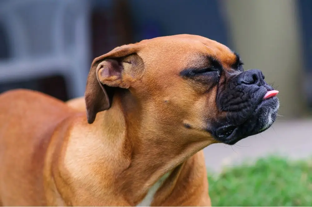 Cosa succede se non educhi il tuo cane