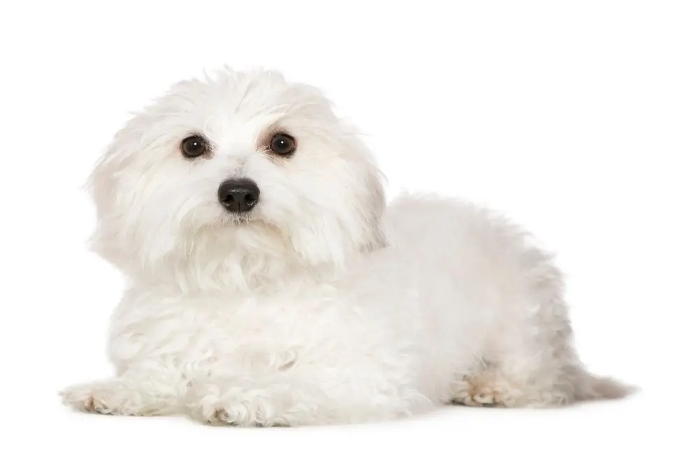Coton de Tuléar descansando sobre un fondo blanco