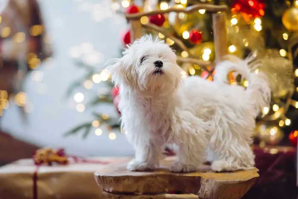 Coton de Tuléar junto a un árbol de Navidad