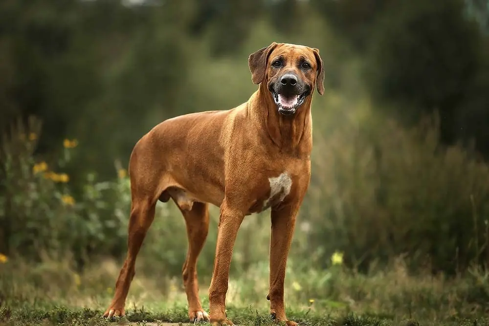Perro Crestado Rodesiano: Características, Cuidados y Carácter