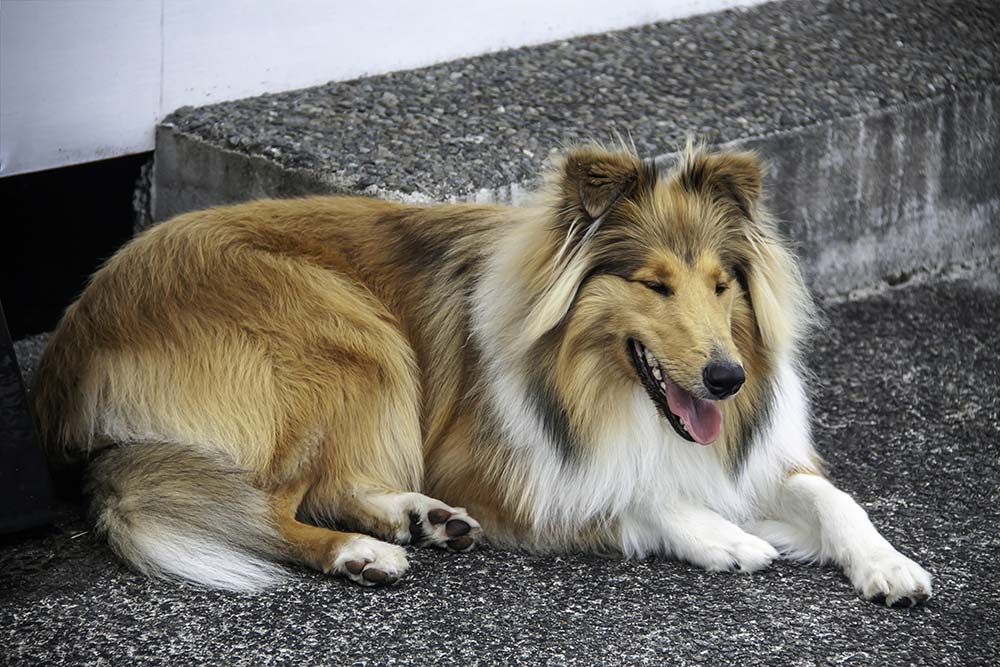 Cuidado collie pelo largo