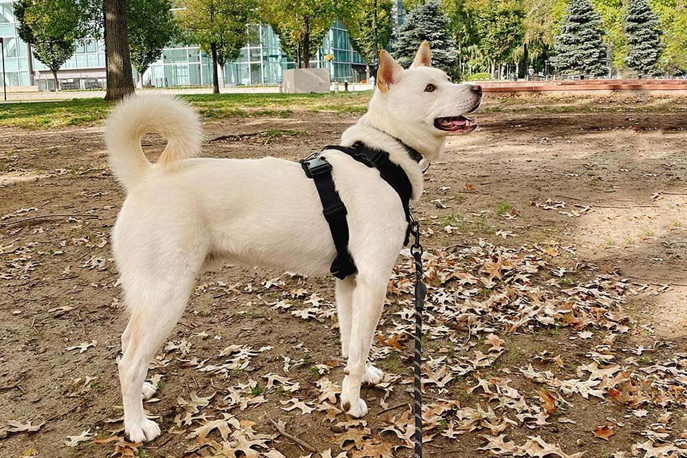 Problemas perro jindo coreano