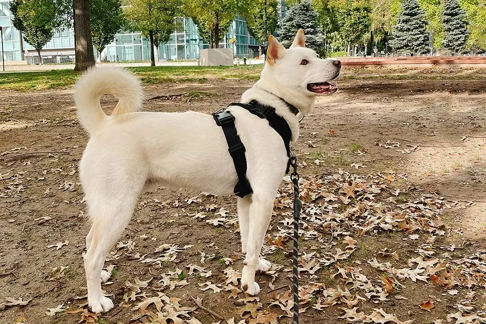 Problemas perro jindo coreano