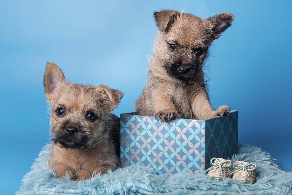 Cuidados Cairn terrier