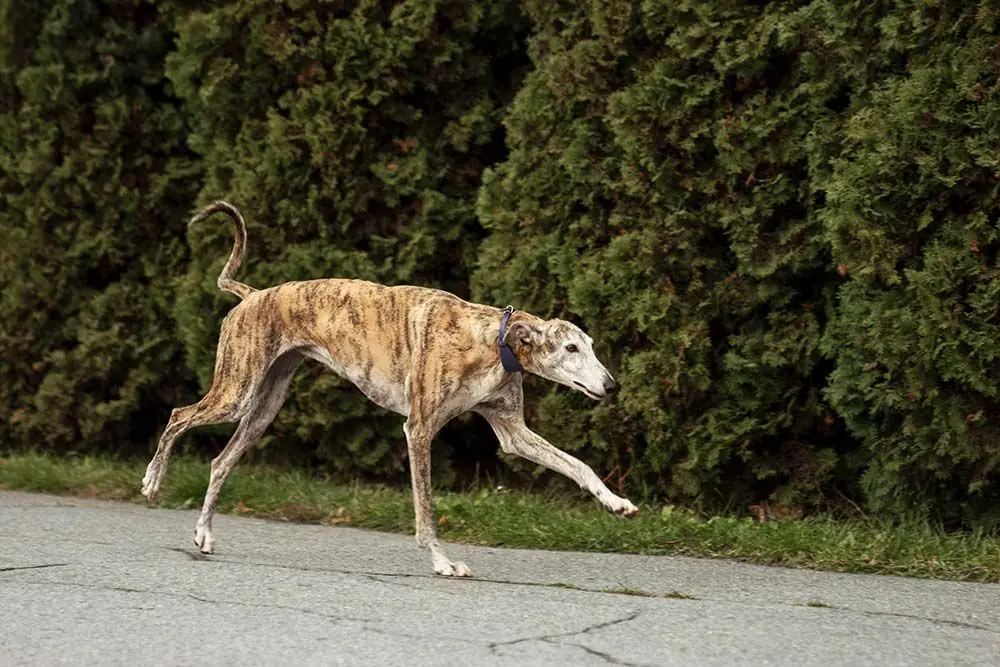 Cuidados Greyhound Galgo Ingles