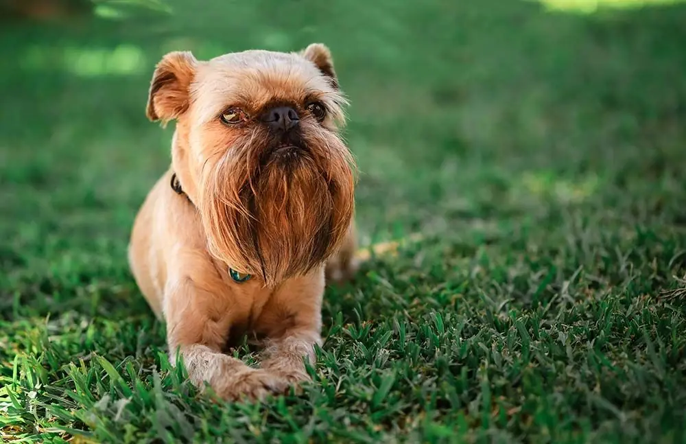 Cuidados Grifon belga