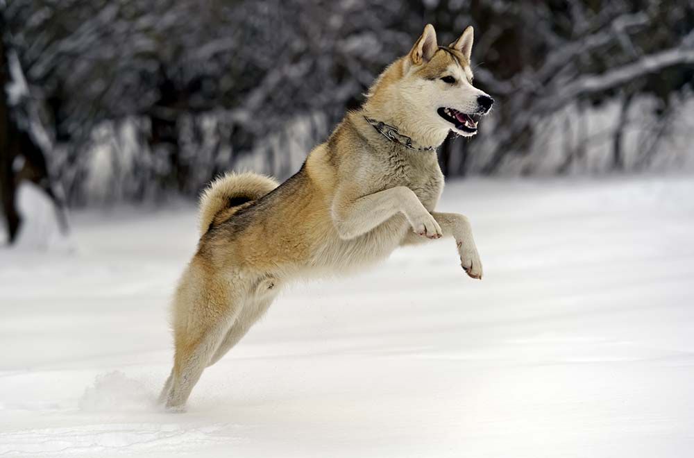 Cuidados Perro de Groenlandia