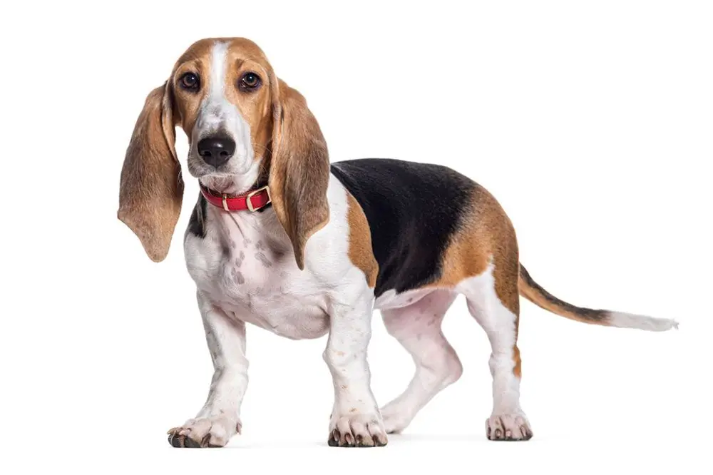 Cuidados basset artesiano normando