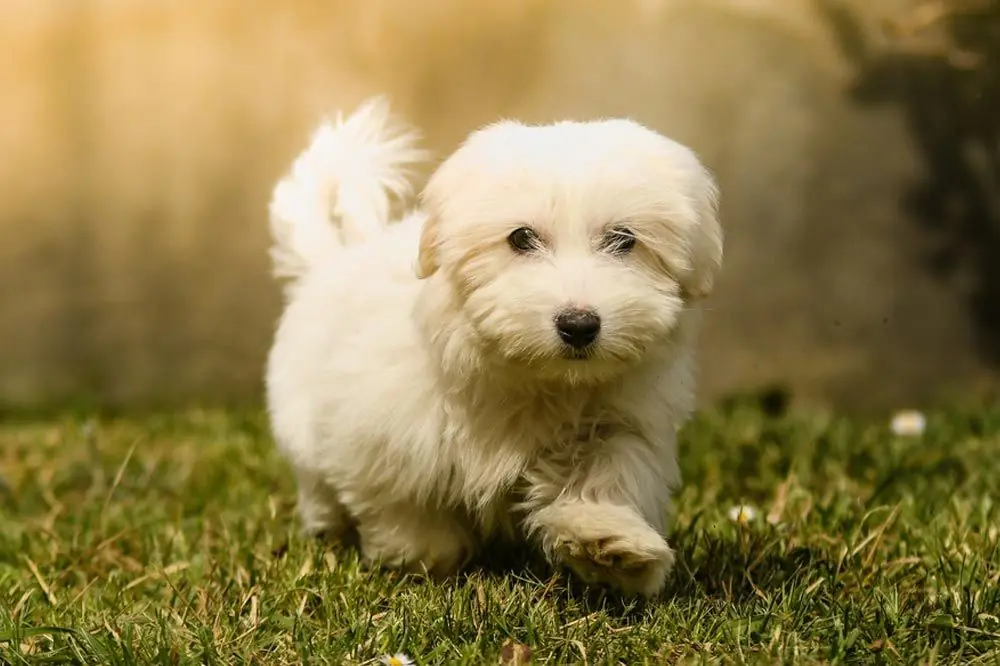 Cuidados de bichon bolones