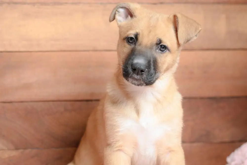 Cuidados de black mouth cur