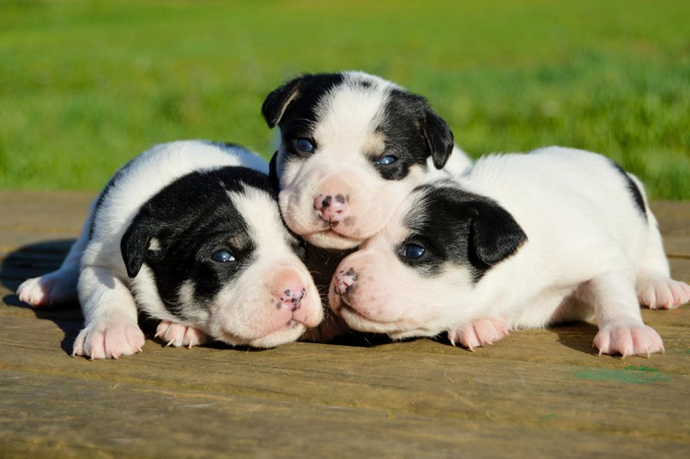 Cuidados de bodeguero andaluz