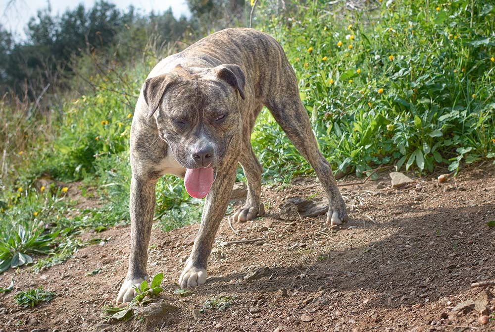 Cuidados del Cimarron uruguayo