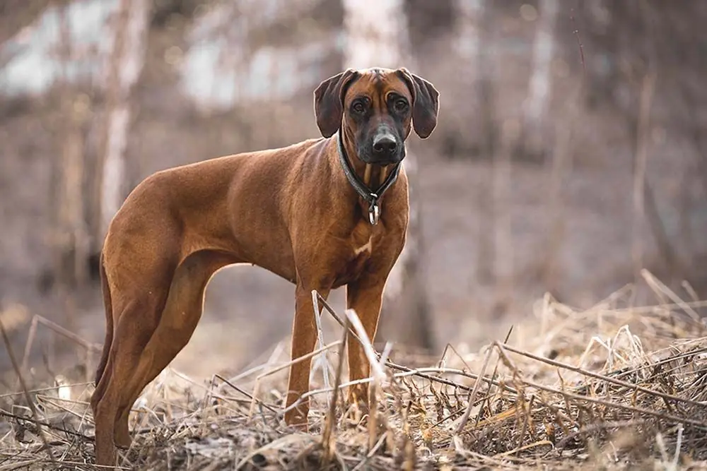 Cuidados del Perro crestado rodesiano