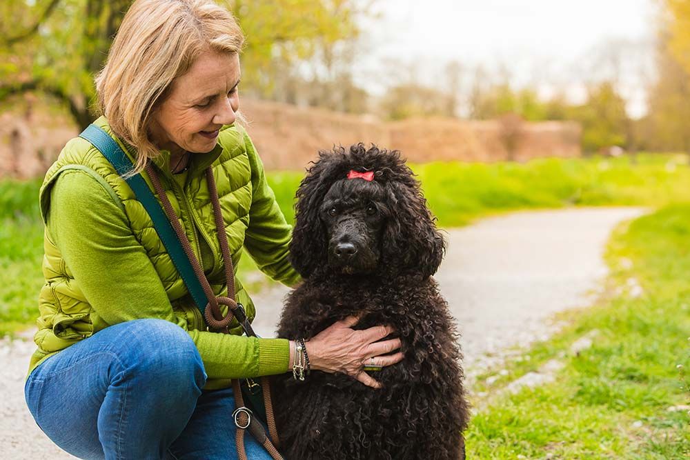 Cuidados del Perro de agua portugues