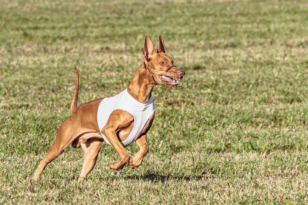 Cuidados del Perro del faraon