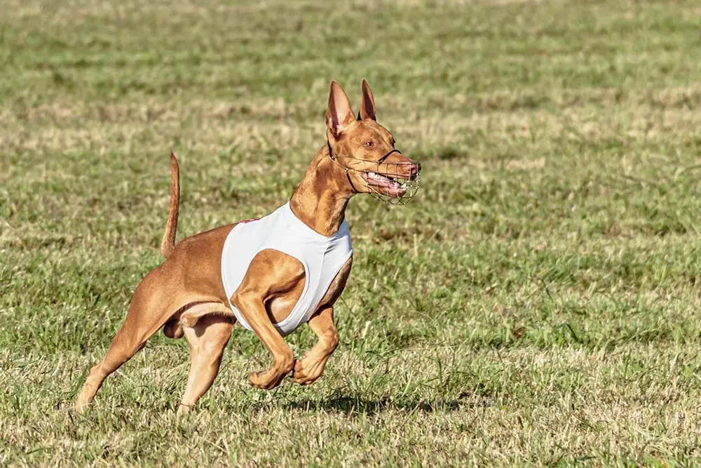 Cuidados del Perro del faraon