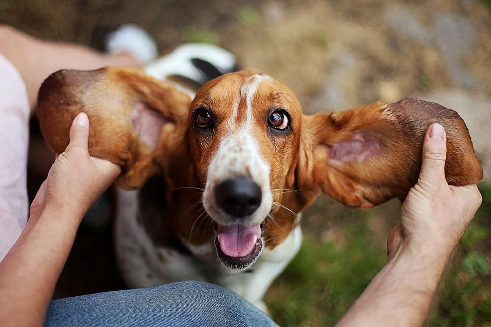 Cuidados del basset hound