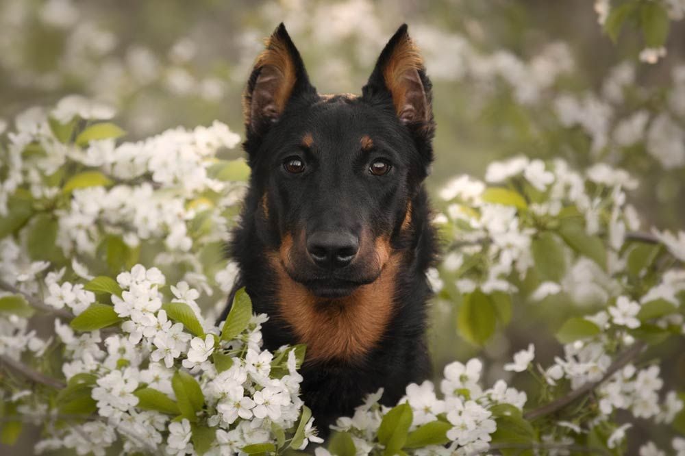 Cuidados del beauceron o pastor de Beauce