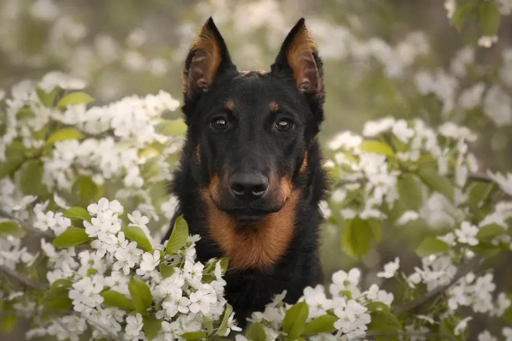 Cuidados del beauceron o pastor de Beauce