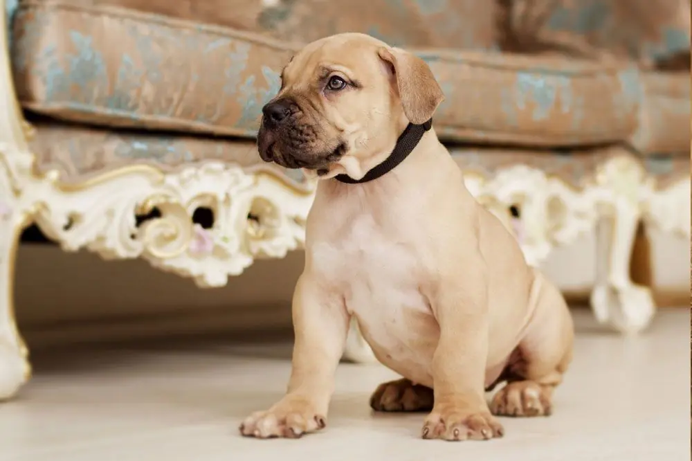 Cuidados del boerboel