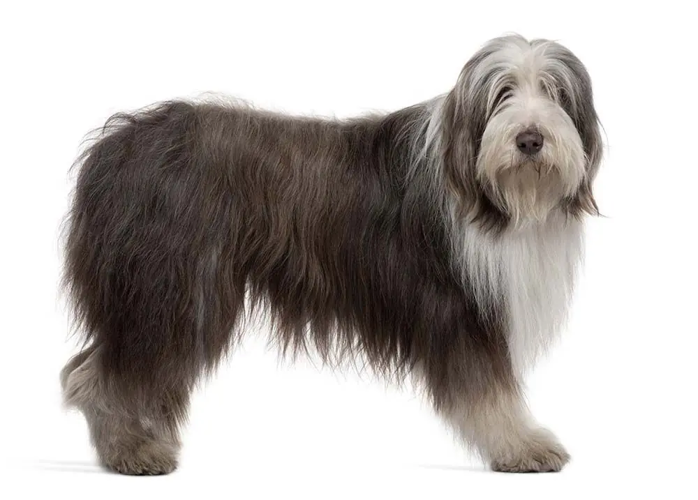 Cuidados del collie barbudo